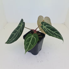 Load image into Gallery viewer, #1 Anthurium Crystallinum Hybrid