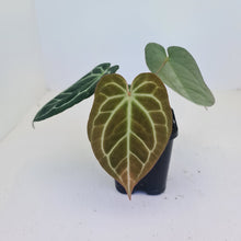 Load image into Gallery viewer, #1 Anthurium Crystallinum Hybrid