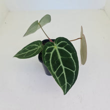 Load image into Gallery viewer, #1 Anthurium Crystallinum Hybrid