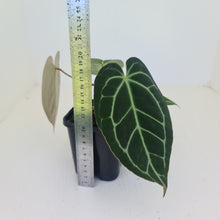 Load image into Gallery viewer, #1 Anthurium Crystallinum Hybrid