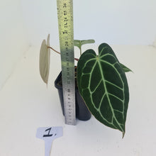 Load image into Gallery viewer, #1 Anthurium Crystallinum Hybrid