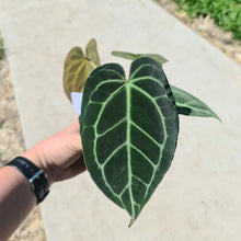 Load image into Gallery viewer, #1 Anthurium Crystallinum Hybrid