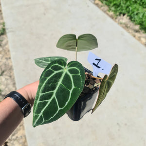 #1 Anthurium Crystallinum Hybrid