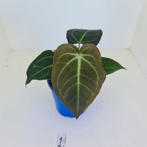 #1 Anthurium 'Velvet Shadow'