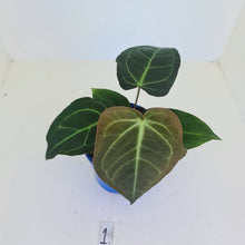 Load image into Gallery viewer, #1 Anthurium &#39;Velvet Shadow&#39;