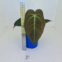Load image into Gallery viewer, #1 Anthurium &#39;Velvet Shadow&#39;