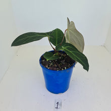 Load image into Gallery viewer, #1 Anthurium &#39;Velvet Shadow&#39;
