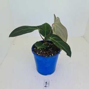 #1 Anthurium 'Velvet Shadow'