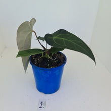 Load image into Gallery viewer, #1 Anthurium &#39;Velvet Shadow&#39;