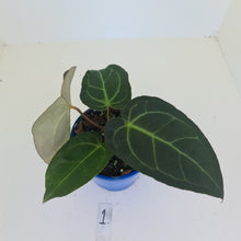 Load image into Gallery viewer, #1 Anthurium &#39;Velvet Shadow&#39;