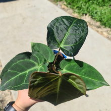 Load image into Gallery viewer, #1 Anthurium &#39;Velvet Shadow&#39;