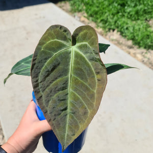 #1 Anthurium 'Velvet Shadow'