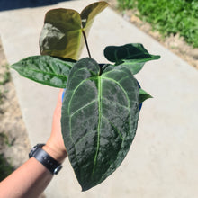 Load image into Gallery viewer, #1 Anthurium &#39;Velvet Shadow&#39;