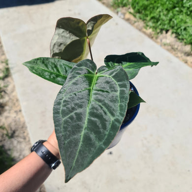 #1 Anthurium 'Velvet Shadow'
