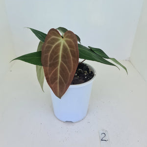 #2 Anthurium 'Velvet Shadow' - 2 x heads