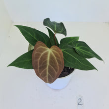 Load image into Gallery viewer, #2 Anthurium &#39;Velvet Shadow&#39; - 2 x heads