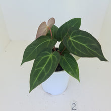 Load image into Gallery viewer, #2 Anthurium &#39;Velvet Shadow&#39; - 2 x heads