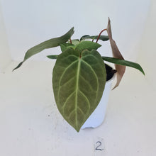 Load image into Gallery viewer, #2 Anthurium &#39;Velvet Shadow&#39; - 2 x heads