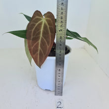 Load image into Gallery viewer, #2 Anthurium &#39;Velvet Shadow&#39; - 2 x heads