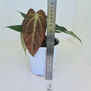 #2 Anthurium 'Velvet Shadow' - 2 x heads