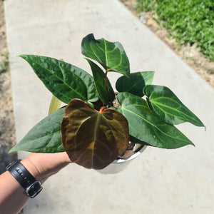 #2 Anthurium 'Velvet Shadow' - 2 x heads