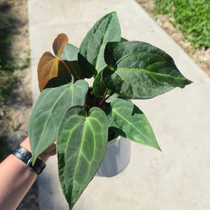 #2 Anthurium 'Velvet Shadow' - 2 x heads