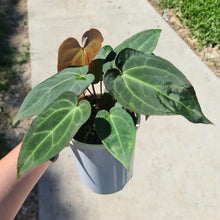 Load image into Gallery viewer, #2 Anthurium &#39;Velvet Shadow&#39; - 2 x heads