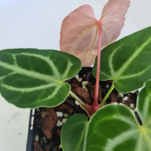 Load image into Gallery viewer, #2 Anthurium Magnificum - Seedling