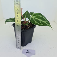 Load image into Gallery viewer, #2 Anthurium Magnificum - Seedling