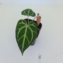 Load image into Gallery viewer, #5 Anthurium Magnificum - Seedling