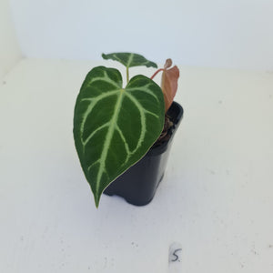 #5 Anthurium Magnificum - Seedling