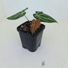Load image into Gallery viewer, #5 Anthurium Magnificum - Seedling