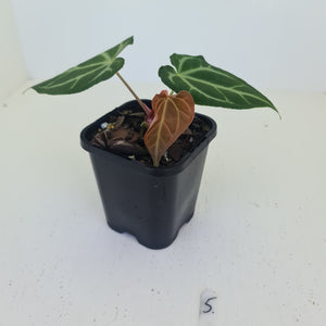 #5 Anthurium Magnificum - Seedling