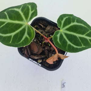 #5 Anthurium Magnificum - Seedling