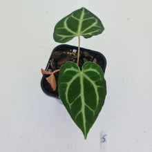 Load image into Gallery viewer, #5 Anthurium Magnificum - Seedling