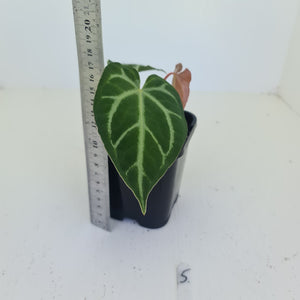 #5 Anthurium Magnificum - Seedling