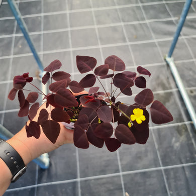#1 Oxalis Hedysaroides - Fire Fern