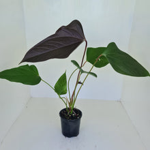 Load image into Gallery viewer, Large Anthurium Bosworth Beauty