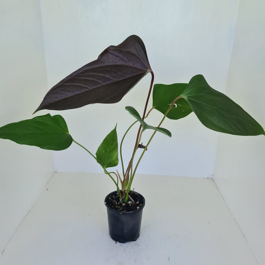 Large Anthurium Bosworth Beauty