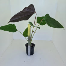 Load image into Gallery viewer, Large Anthurium Bosworth Beauty