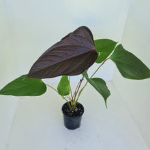 Load image into Gallery viewer, Large Anthurium Bosworth Beauty