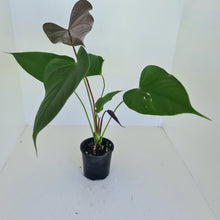 Load image into Gallery viewer, Large Anthurium Bosworth Beauty