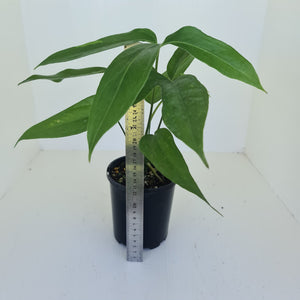 Anthurium Digitatum