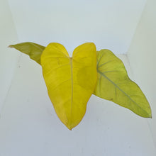 Load image into Gallery viewer, Philodendron Golden Erubescens