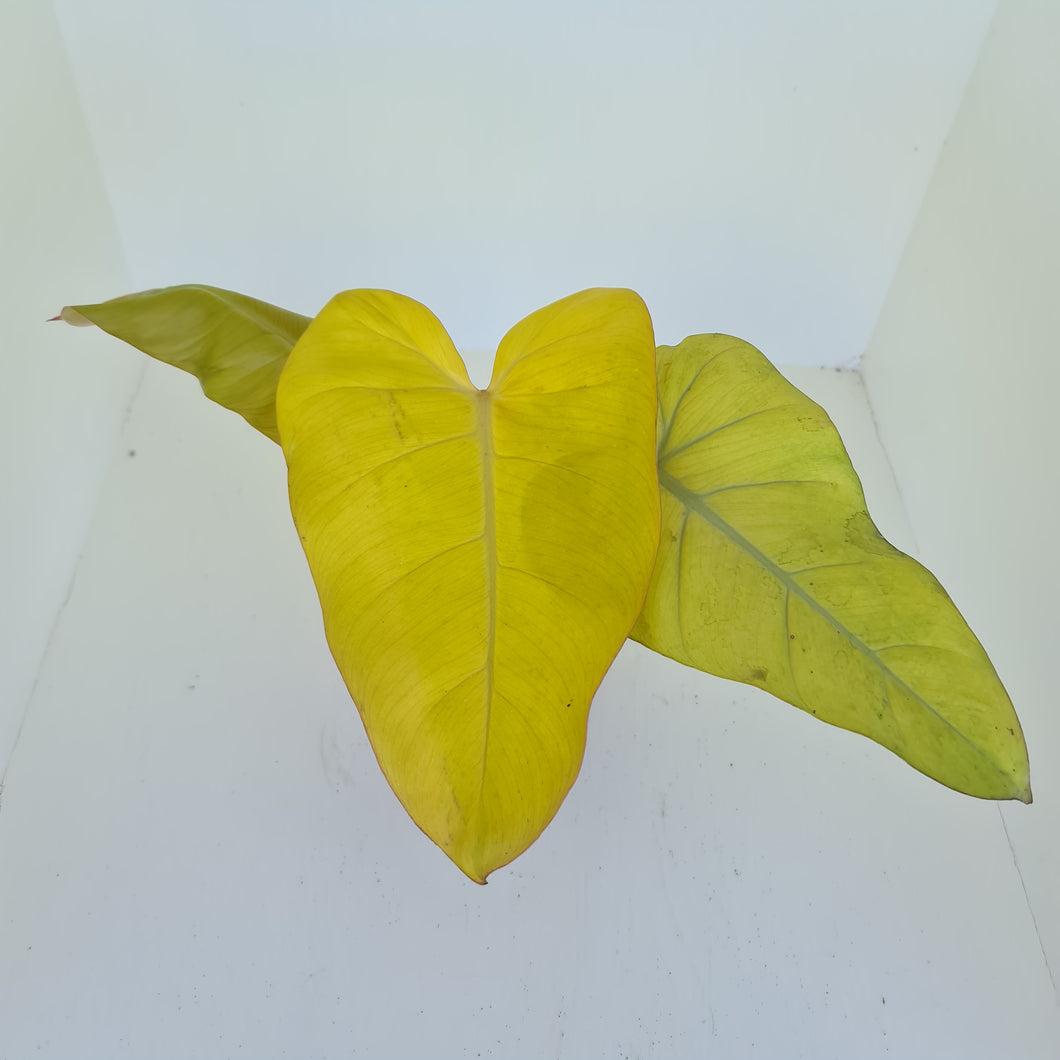 Philodendron Golden Erubescens