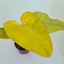 Load image into Gallery viewer, Philodendron Golden Erubescens