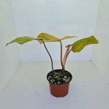 Load image into Gallery viewer, Philodendron Golden Erubescens