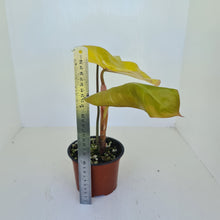 Load image into Gallery viewer, Philodendron Golden Erubescens