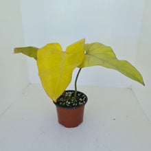 Load image into Gallery viewer, Philodendron Golden Erubescens
