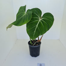 Load image into Gallery viewer, #4 Philodendron Gloriosum